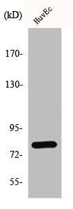 Western Blot analysis of HuvEc cells using GRK 2 Polyclonal Antibody