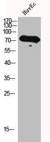 Western Blot analysis of HuvEc cells using GRK 2 Polyclonal Antibody
