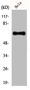 Western Blot analysis of COLO205 cells using GRK 5 Polyclonal Antibody