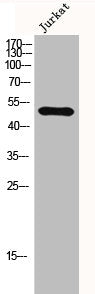 Western Blot analysis of Jurkat cells using GSK3α Polyclonal Antibody