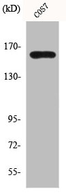 Western Blot analysis of COS7 cells using GTBP Polyclonal Antibody