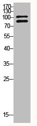 Western Blot analysis of HELA cells using HIF-1α Polyclonal Antibody