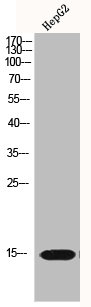 Western Blot analysis of HEPG2 cells using Histone H2A.X Polyclonal Antibody
