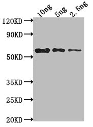 Western Blot
Positive WB detected in Recombinant protein
All lanes: mpII antibody at 1:2000
Secondary
Goat polyclonal to rabbit IgG at 1/50000 dilution
Predicted band size: 57 kDa
Observed band size: 58 kDa