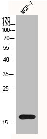 Western Blot analysis of MCF-7 cells using Histone H3 Polyclonal Antibody