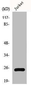 Western Blot analysis of Jurkat&nbsp;cells using HMG-1 Polyclonal Antibody