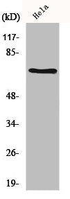 Western Blot analysis of Hela cells using HSC 70 Polyclonal Antibody
