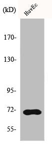 Western Blot analysis of HeLa cells using HSC 70 Polyclonal Antibody