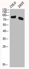 Western Blot analysis of COLO 293T cells using HSF1 Polyclonal Antibody