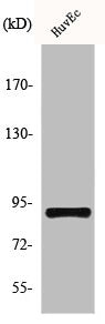 Western Blot analysis of NIH-3T3 cells using HSP90β Polyclonal Antibody