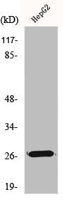 Western Blot analysis of HeLa cells using HSP β2 Polyclonal Antibody