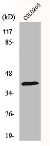 Western Blot analysis of COLO205 cells using HSP40 Polyclonal Antibody