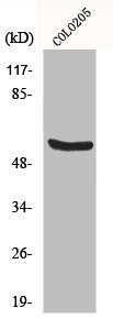 Western Blot analysis of COLO205 cells using HSP60 Polyclonal Antibody