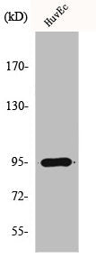 Western Blot analysis of A549 cells using HURP Polyclonal Antibody