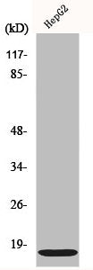 Western Blot analysis of HeLa cells using IFITM3 Polyclonal Antibody
