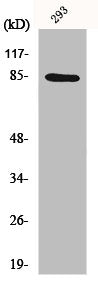 CHUK Antibody – Figure 1 of 2