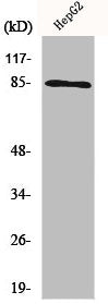 CHUK/IKBKB Antibody – Figure 1 of 1