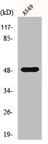 Western Blot analysis of RAW264.7 cells using IKKγ Polyclonal Antibody