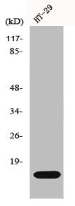 Western Blot analysis of HT29 cells using IL-2 Polyclonal Antibody