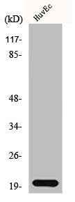 Western Blot analysis of HuvEc cells using IL-21 Polyclonal Antibody