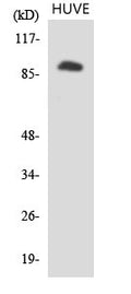 Western Blot analysis of 293 cells using IL-4Rα Polyclonal Antibody