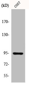 Western Blot analysis of LOVO cells using Insulin R Polyclonal Antibody