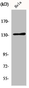 Western Blot analysis of HeLa cells using Integrin αV Polyclonal Antibody