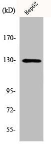 Western Blot analysis of HepG2 cells using Integrin β3 Polyclonal Antibody