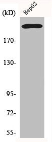 ITGB4 Antibody – Figure 1 of 1