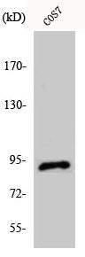 Western Blot analysis of COS7 cells using Integrin β5 Polyclonal Antibody