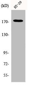 IRS1 Antibody – Figure 1 of 2