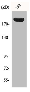 Western Blot analysis of 293 cells using IRS-1 Polyclonal Antibody