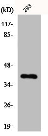 Western Blot analysis of K562 cells using JAB1 Polyclonal Antibody