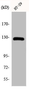 Western Blot analysis of HT29 cells using JAK2 Polyclonal Antibody