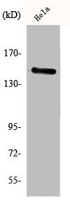 Western Blot analysis of HeLa cells using JIP-3 Polyclonal Antibody