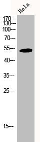 MAPK8/MAPK9/MAPK10 Antibody – Figure 1 of 2