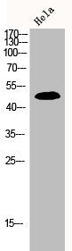 MAPK8/MAPK9/MAPK10 Antibody – Figure 1 of 2