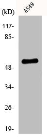 Western Blot analysis of A549 cells using JNK2 Polyclonal Antibody