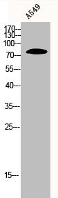 Western Blot analysis of A549 cells using Ku-86 Polyclonal Antibody