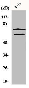 Western Blot analysis of HeLa cells using Lamin A/C Polyclonal Antibody