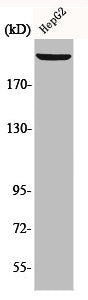 Western Blot analysis of HepG2 cells using Laminin β-1 Polyclonal Antibody