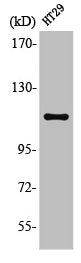 Western Blot analysis of HT29 cells using Lfc Polyclonal Antibody