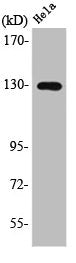 Western Blot analysis of HuvEc cells using LOK Polyclonal Antibody