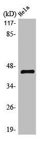 Western Blot analysis of &nbsp;Hela cells using LPAAT-&delta; Polyclonal Antibody
