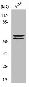 LYN Antibody – Figure 1 of 2