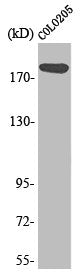Western Blot analysis of Colo205 cells using MADD Polyclonal Antibody