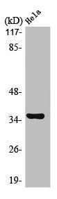Western Blot analysis of 293 cells using Mat1 Polyclonal Antibody