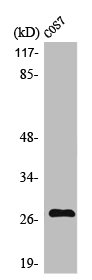 Western Blot analysis of COS7 cells using MMP-7 Polyclonal Antibody