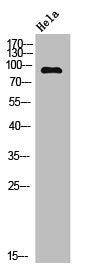 Western Blot analysis of Hela cells using MDM2 Polyclonal Antibody
