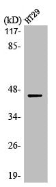 Western Blot analysis of HT29 cells using MEK-1/2 Polyclonal Antibody